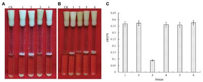 GapB Is Involved in Biofilm Formation Dependent on LrgAB but Not the SinI/R System in Bacillus cereus 0-9